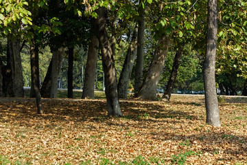 October morning - autumn landscape in a city park.