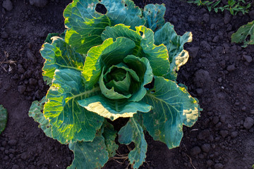 green cabbage grows on the garden