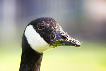 Portrait of a canada goose