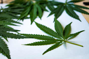 Green hemp leaf on white background close up