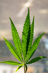 Green hemp leaf on blurred background close up