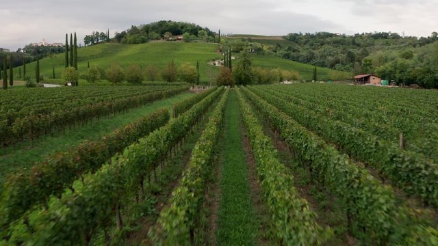 Drone view of vineyards in Friuli, Italy