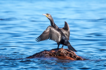 Cormorants drying his wings