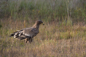 Steppe Eagle, Aquila nipalensis, sitting in the grass on meadow.