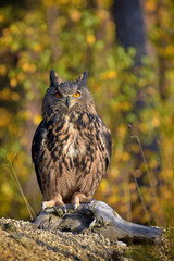 Eurasian Eagle Owl (Bubo bubo) in  forest. 