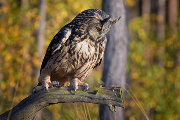 Eurasian Eagle Owl (Bubo bubo) in  forest. 
