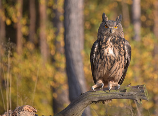 Eurasian Eagle Owl (Bubo bubo) in  forest. 