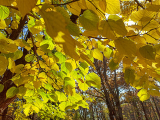 Autumn leaves are red yellow and green. Beautiful Autumn Background.