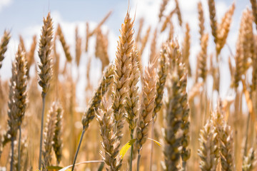 Fototapeta premium ears of wheat on the field