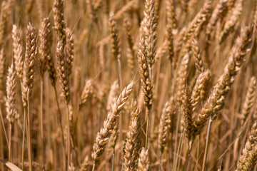 ears of wheat on the field