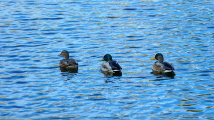 Three ducks