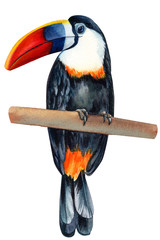 tropical birds, toucan on an isolated white background, watercolor illustration. 