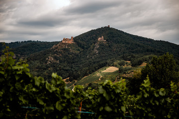 Obraz premium walk through the French vineyards of Alsace