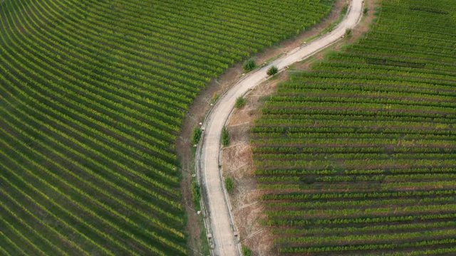 Drone view of vineyards in Friuli, Italy