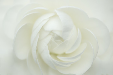 Naklejka premium 純白のバラの背景