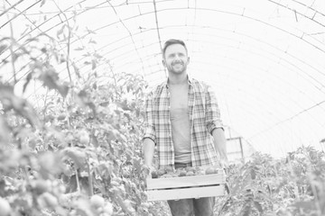 Attractive farmer holding a crate of organic tomatoes in his greenhouse