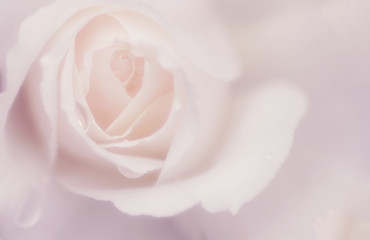 ふんわり薔薇の背景