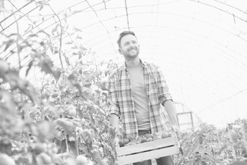 Attractive farmer holding a crate of organic tomatoes in his greenhouse