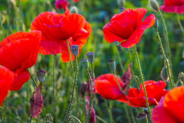 red poppies flowers and heads