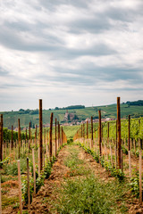 Fototapeta na wymiar walk through the French vineyards of Alsace