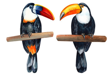 tropical birds, toucan on an isolated white background, watercolor illustration.  © Hanna