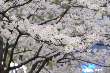 Sakura / Cherry Blossoms at Shibuya Station