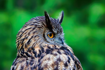 European Eagle Owl portrait