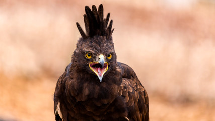 portrait of a crested eagle calling