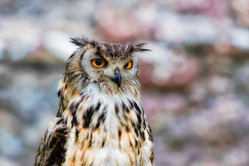 Bengal eagle owl portrait