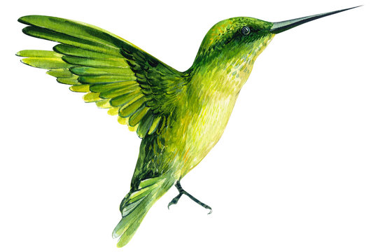 recommend clip art: bird on an isolated white background, watercolor illustration, hand drawing, cute hummingbird, beautiful exotic tropical bird