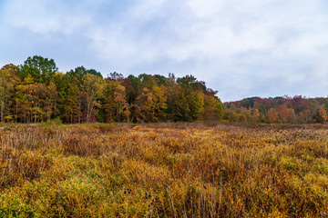 Obraz premium autumn landscape with trees and blue sky