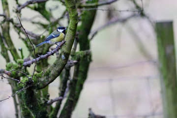Great tit