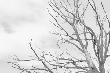 Black and white photo of dead tree in field