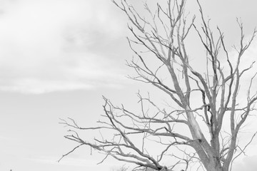 Black and white photo of dead tree in field