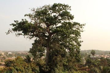 Obraz premium Bel arbre