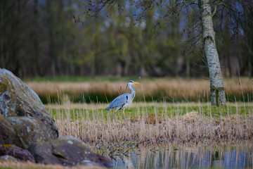 Heron