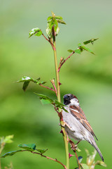 Sparrow