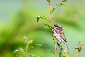 Sparrow