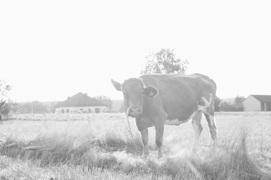 Black and white photo of Photo of cow in field