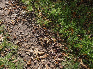 Kastanien, Herbst, rot, laub, grün