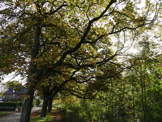 Fototapeta premium Baume im Park
