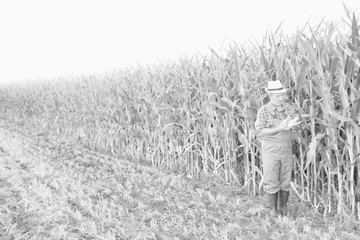 Black and white photo of Senior farmer standing in corn field