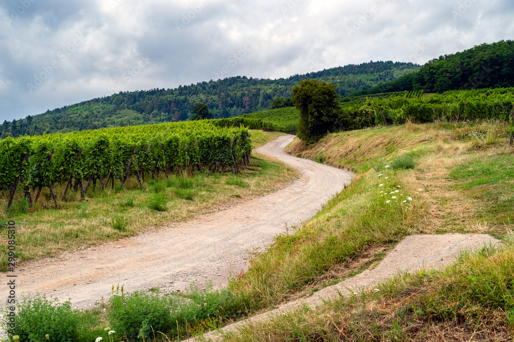 Poster walk through the French vineyards of Alsace