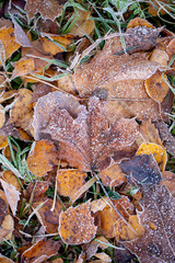 Background of autumn leaves in the frost to october or november