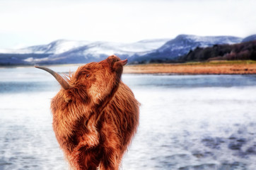 Highland cow sticking his tongue out