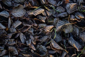 Background of autumn leaves in the frost to october or november