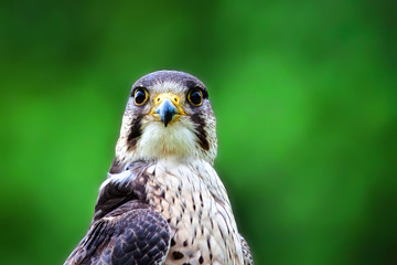Lanner falcon, bird of prey