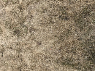 Brown dried grass. Natural background texture. White background.