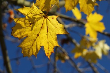 Maple yellow leaf in autumn season