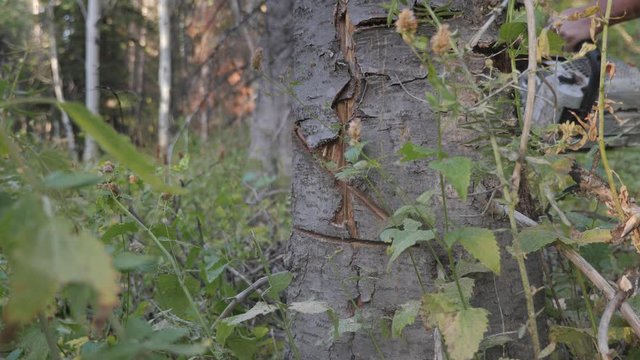 Close up of a chainsaw skillfully cutting a tree down in the forest.